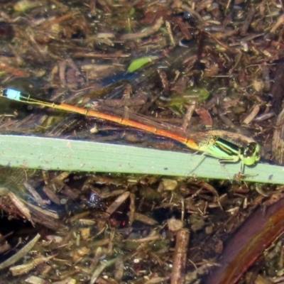 Ischnura aurora (Aurora Bluetail) at Tidbinbilla Nature Reserve - 12 Mar 2020 by RodDeb