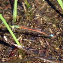 Ischnura aurora at Paddys River, ACT - 12 Mar 2020