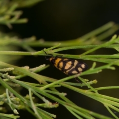 Asura lydia (Lydia Lichen Moth) at Bruce, ACT - 9 Nov 2014 by Bron