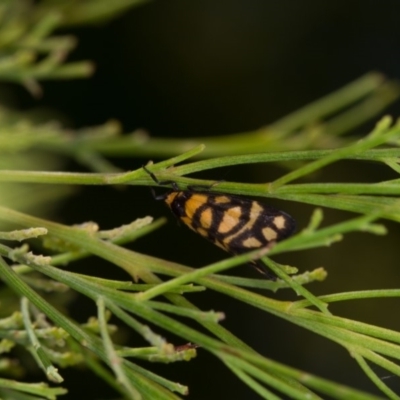 Asura lydia (Lydia Lichen Moth) at Bruce Ridge to Gossan Hill - 9 Nov 2014 by Bron