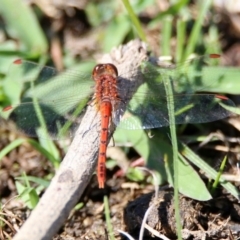 Diplacodes bipunctata (Wandering Percher) at Paddys River, ACT - 12 Mar 2020 by RodDeb