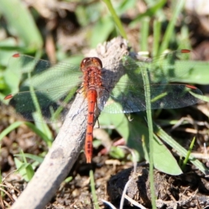 Diplacodes bipunctata at Paddys River, ACT - 12 Mar 2020