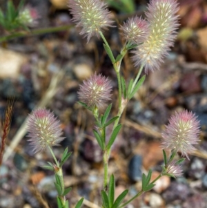 Trifolium arvense var. arvense at Bruce, ACT - 9 Nov 2014 11:16 AM