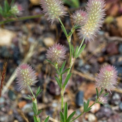 Trifolium arvense var. arvense (Haresfoot Clover) at Bruce Ridge - 9 Nov 2014 by Bron