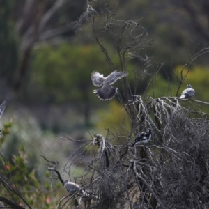 Ocyphaps lophotes at Fyshwick, ACT - 13 Mar 2020