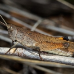 Goniaea opomaloides (Mimetic Gumleaf Grasshopper) at Bruce Ridge - 9 Nov 2014 by Bron