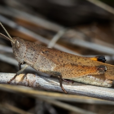 Goniaea opomaloides (Mimetic Gumleaf Grasshopper) at Bruce Ridge to Gossan Hill - 9 Nov 2014 by Bron