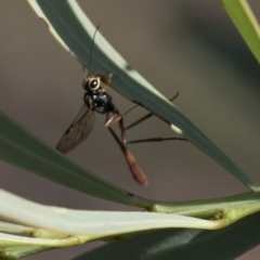 Ichneumonidae (family) (Unidentified ichneumon wasp) at Weetangera, ACT - 9 Mar 2020 by AlisonMilton