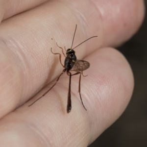 Ichneumonidae (family) at Weetangera, ACT - 10 Mar 2020 09:06 AM