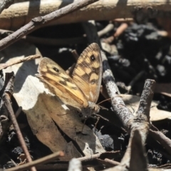 Geitoneura klugii (Klug's Xenica / Marbled Xenica) at Weetangera, ACT - 9 Mar 2020 by AlisonMilton