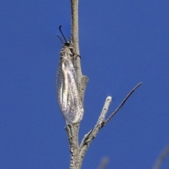 Myrmeleontidae (family) (Unidentified Antlion Lacewing) at Weetangera, ACT - 9 Mar 2020 by AlisonMilton