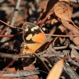 Heteronympha merope at Acton, ACT - 13 Mar 2020