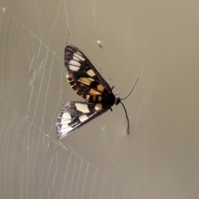 Amata (genus) (Handmaiden Moth) at Hackett, ACT - 12 Mar 2020 by AlisonMilton