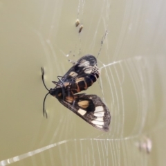 Amata (genus) at Hackett, ACT - 13 Mar 2020