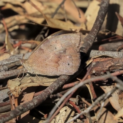 Heteronympha merope (Common Brown Butterfly) at Acton, ACT - 13 Mar 2020 by AlisonMilton