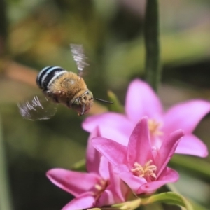 Amegilla sp. (genus) at Acton, ACT - 13 Mar 2020