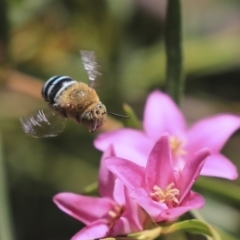 Amegilla sp. (genus) (Blue Banded Bee) at Acton, ACT - 13 Mar 2020 by AlisonMilton