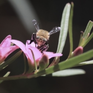 Amegilla sp. (genus) at Acton, ACT - 13 Mar 2020