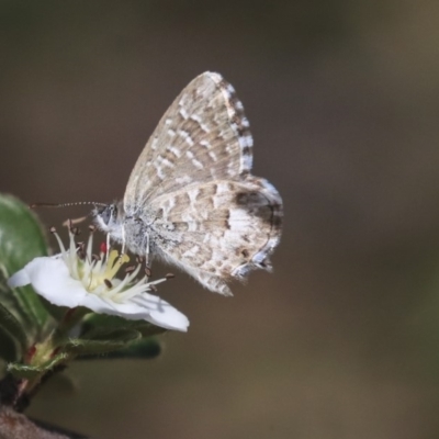 Theclinesthes serpentata (Saltbush Blue) at Acton, ACT - 13 Mar 2020 by AlisonMilton