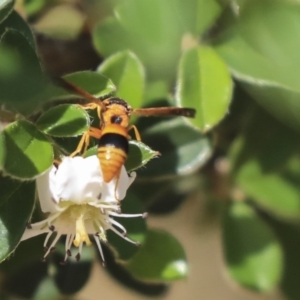 Eumeninae (subfamily) at Acton, ACT - 13 Mar 2020