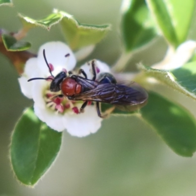 Lasioglossum (Callalictus) callomelittinum (Halictid bee) at Acton, ACT - 13 Mar 2020 by AlisonMilton