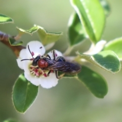 Lasioglossum (Callalictus) callomelittinum at Acton, ACT - 13 Mar 2020