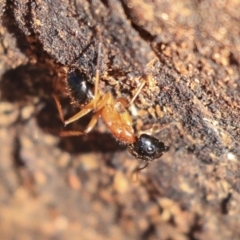 Camponotus consobrinus (Banded sugar ant) at Hackett, ACT - 13 Mar 2020 by AlisonMilton