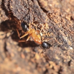 Camponotus consobrinus (Banded sugar ant) at Hackett, ACT - 12 Mar 2020 by AlisonMilton