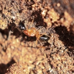 Camponotus consobrinus at Hackett, ACT - 13 Mar 2020