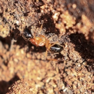 Camponotus consobrinus at Hackett, ACT - 13 Mar 2020