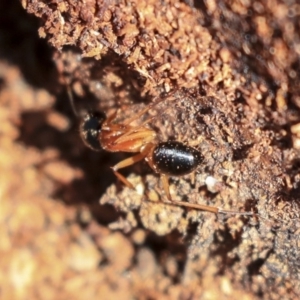 Camponotus consobrinus at Hackett, ACT - 13 Mar 2020