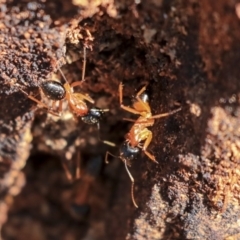 Camponotus consobrinus at Hackett, ACT - 13 Mar 2020