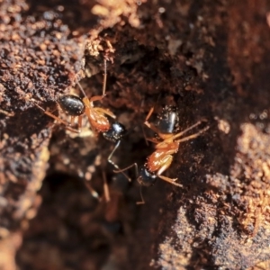 Camponotus consobrinus at Hackett, ACT - 13 Mar 2020