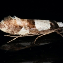 Monopis icterogastra (Wool Moth) at Ainslie, ACT - 12 Mar 2020 by jbromilow50