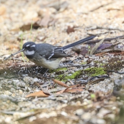 Rhipidura albiscapa (Grey Fantail) at Hackett, ACT - 13 Mar 2020 by AlisonMilton