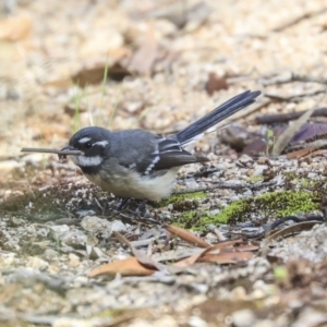 Rhipidura albiscapa at Hackett, ACT - 13 Mar 2020