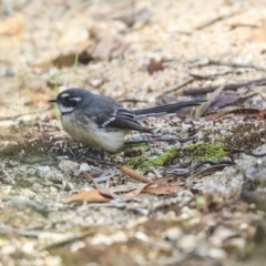 Rhipidura albiscapa at Hackett, ACT - 13 Mar 2020