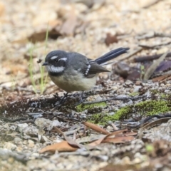 Rhipidura albiscapa at Hackett, ACT - 13 Mar 2020