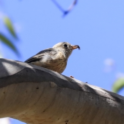 Pachycephala rufiventris (Rufous Whistler) at Acton, ACT - 12 Mar 2020 by Alison Milton