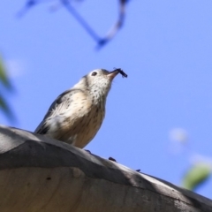 Pachycephala rufiventris at Acton, ACT - 13 Mar 2020