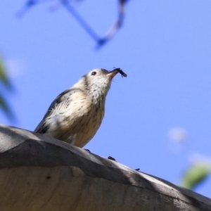 Pachycephala rufiventris at Acton, ACT - 13 Mar 2020