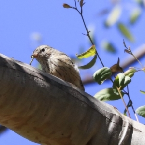 Pachycephala rufiventris at Acton, ACT - 13 Mar 2020