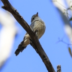 Pachycephala rufiventris at Acton, ACT - 13 Mar 2020