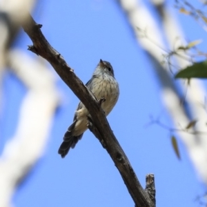 Pachycephala rufiventris at Acton, ACT - 13 Mar 2020