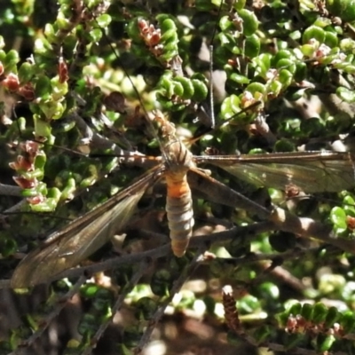 Leptotarsus (Leptotarsus) sp.(genus) (A Crane Fly) at Cotter River, ACT - 13 Mar 2020 by JohnBundock