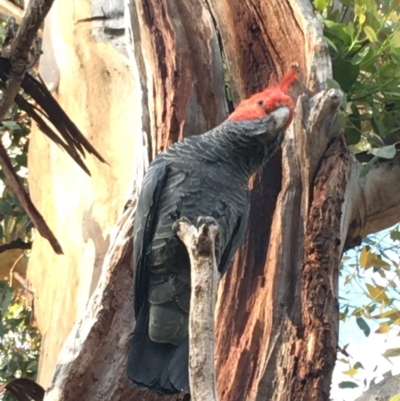 Callocephalon fimbriatum (Gang-gang Cockatoo) at Red Hill to Yarralumla Creek - 14 Mar 2020 by KL