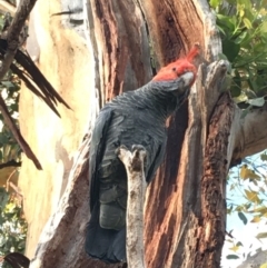 Callocephalon fimbriatum (Gang-gang Cockatoo) at Hughes, ACT - 14 Mar 2020 by KL