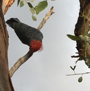 Callocephalon fimbriatum at Hughes, ACT - suppressed