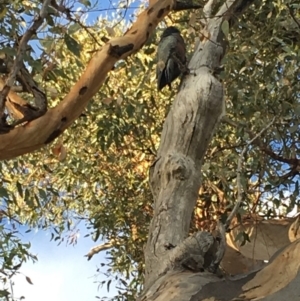 Callocephalon fimbriatum at Hughes, ACT - suppressed