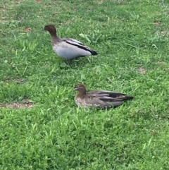 Chenonetta jubata (Australian Wood Duck) at Red Hill to Yarralumla Creek - 14 Mar 2020 by KL